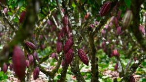 ¿Quién se beneficia de la subida de los precios del cacao?