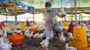 La OMS confirma la primera muerte humana por la gripe aviar H5N2 en México