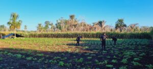 Erradicación de marihuana en Petén
