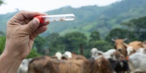 En seguimiento a la vigilancia epidemiológica activa, se han confirmado cuatro nuevos casos de miasis cutánea por gusano barrenador del ganado, que se suman al primer caso detectado. (Foto: MAGA)