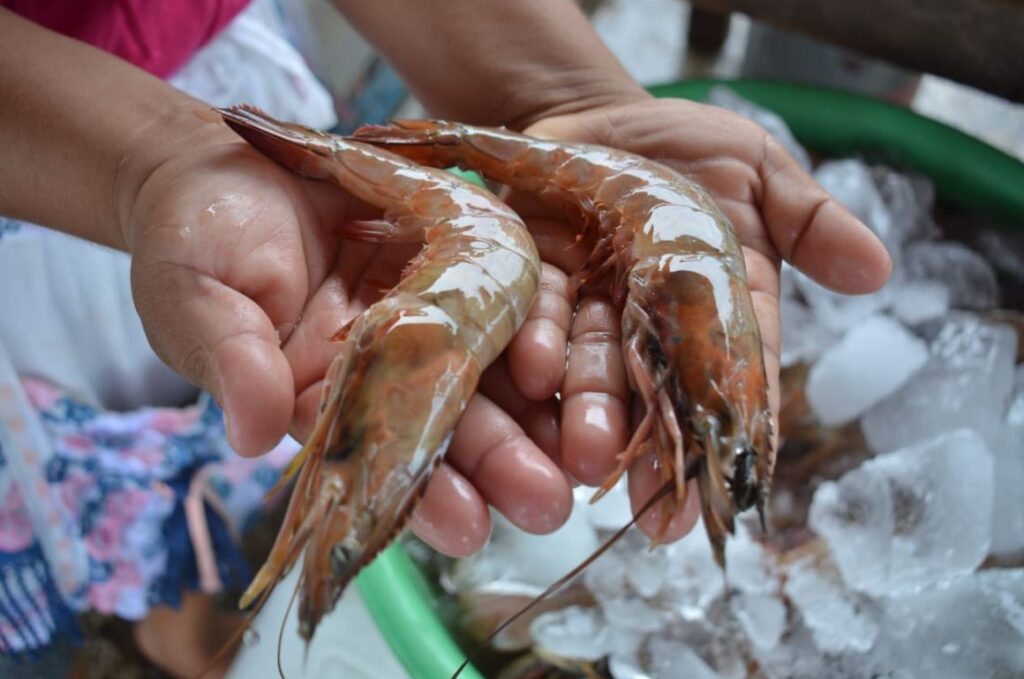 Autoridades confirmaron la veda de pesca de camarón costero en el litoral del océano Atlántico de Guatemala. (Foto: MAGA)